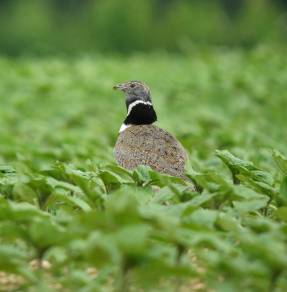 Protection des oiseaux de plaine : les premiers succès du site...
